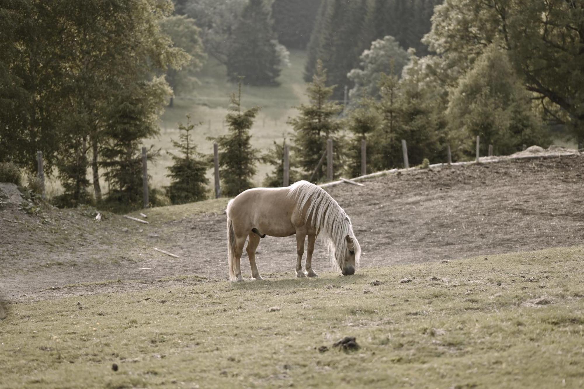 Villa Wichrowe Wzgorze Stronie Śląskie Esterno foto